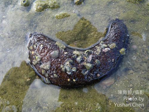 蕩皮參 蕩皮參