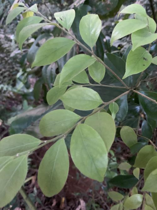 香葉樹