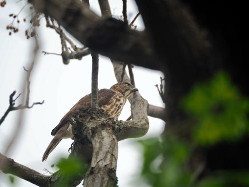 鳳頭蒼鷹(台灣亞種) 鳳頭蒼鷹(台灣亞種)
