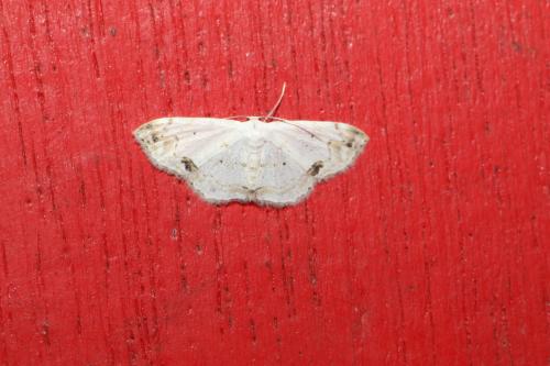 Scopula yamanei