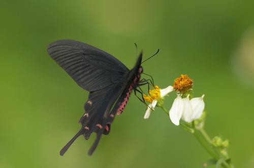 20090925_347272_Byasa alcinous mansonensis_a.jpg