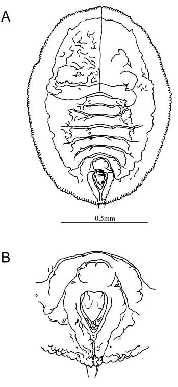 Aleurolobus philippinensis  Quaintance & Baker, 1917  菲律賓穴粉蝨