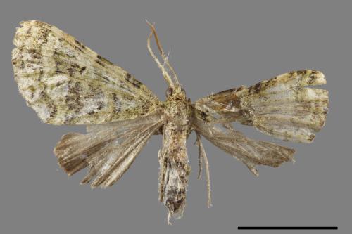 Hypocometa clauda[橄欖綠波尺蛾][00089835]