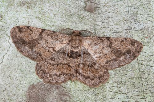 121008 宜蘭 福山植物園 016 黑齒紋灰褐尺蛾 Hypomecis roboraria amplaria (Wileman, 1911)_Male_800ori