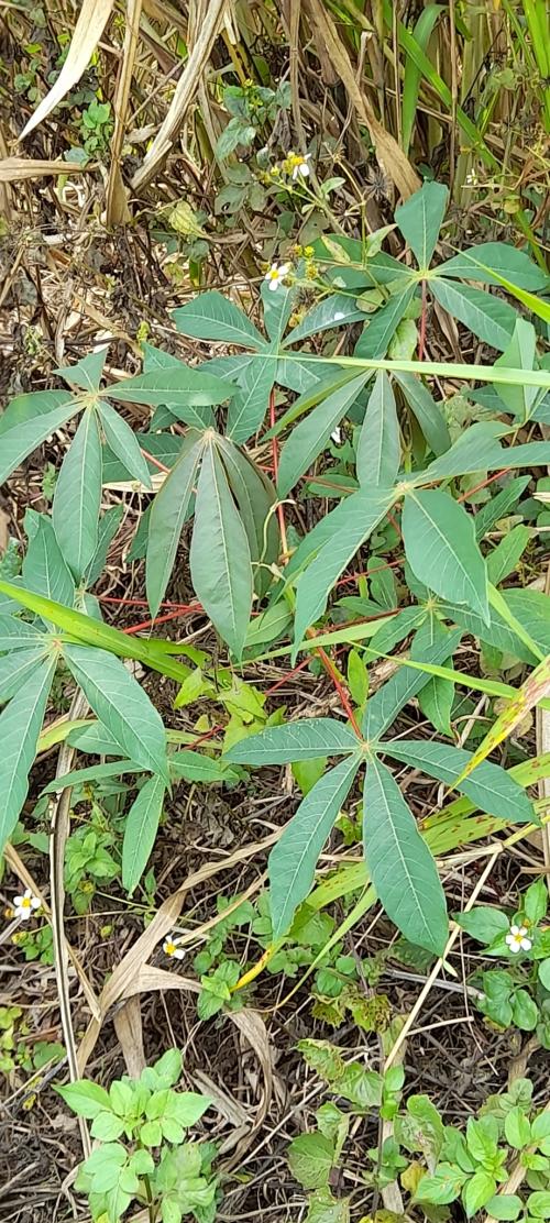 木薯 木薯