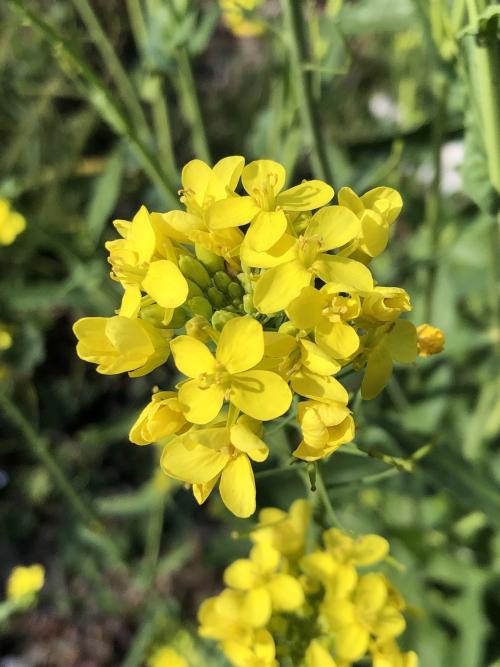 油菜 油菜