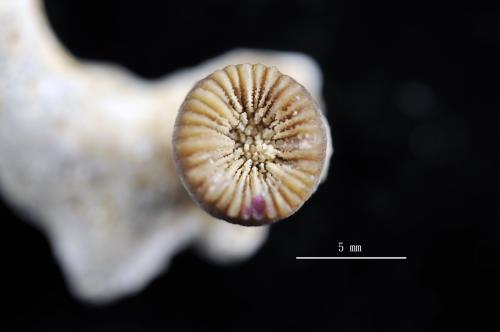 Caryophyllia concreta_02