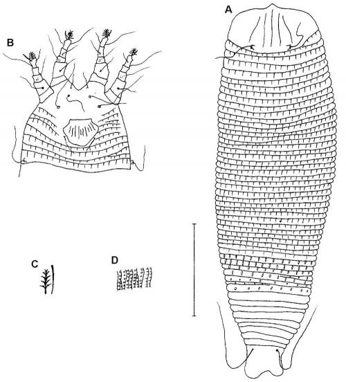 Aceria jasminoidis Huang, 2001 Aceria jasminoidis Huang, 2001