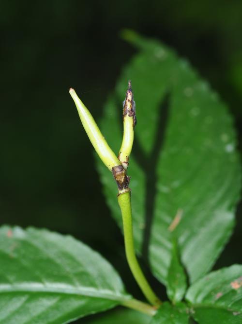 角桐草