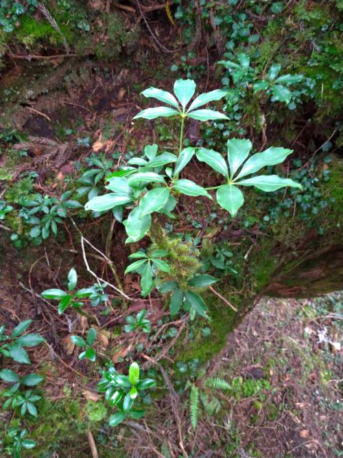 高山鴨腳木 高山鴨腳木