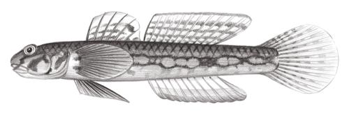 Istigobius hoshinonis@Jheng2161 Istigobius hoshinonis@Jheng2161