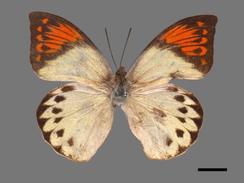 Hebomoia glaucippe formosana[端紅蝶][00014279]