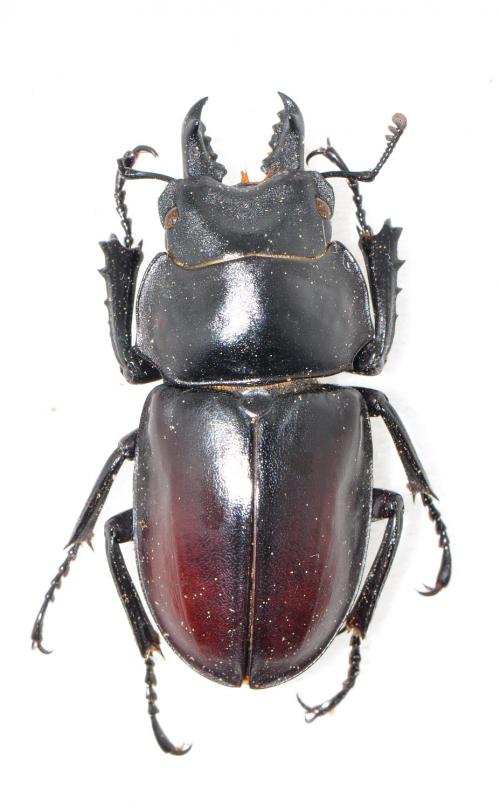 Neolucanus doro horaguchii 泥圓翅鍬形蟲(洞口亞種) Neolucanus doro horaguchii 泥圓翅鍬形蟲(洞口亞種)