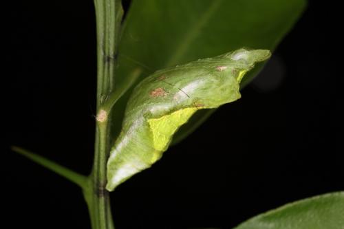 20090925_347301_Papilio thaiwanus_p.jpg