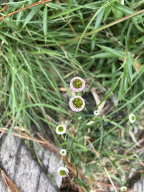 矮菊