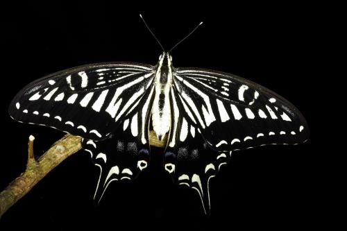 20090925_347302_Papilio xuthus_a.jpg