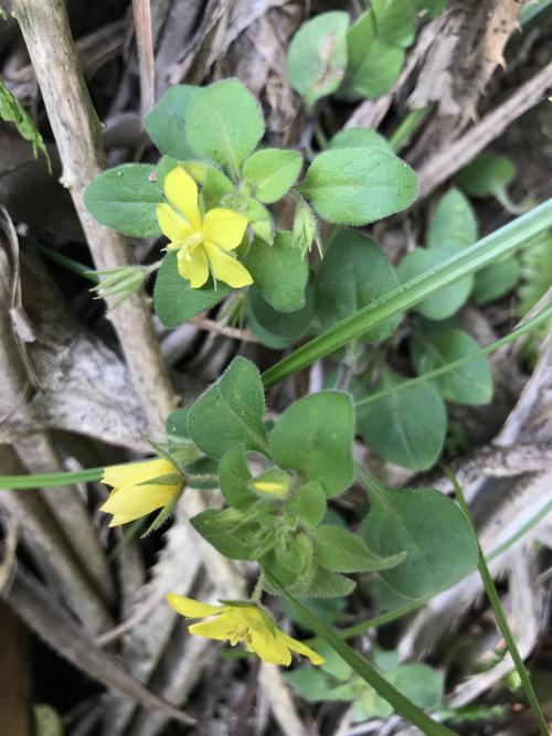 蓬萊珍珠菜 蓬萊珍珠菜