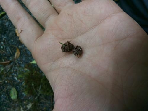 紅檜 紅檜