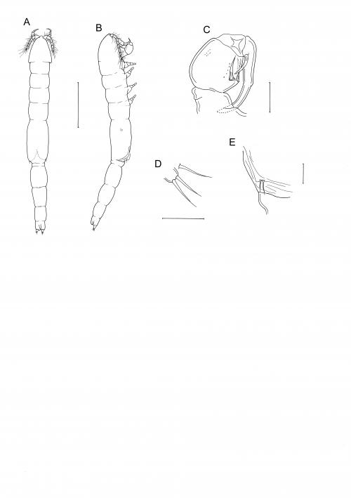 Alienigena triangula_雄.jpg Alienigena triangula_雄.jpg