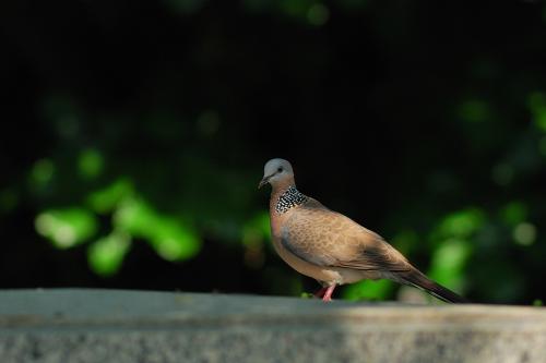 20101101 珠頸斑鳩@高雄美術館 14