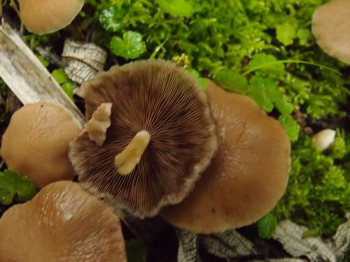 Psathyrella piluliformis(丸形小脆柄菇) Psathyrella piluliformis(丸形小脆柄菇)