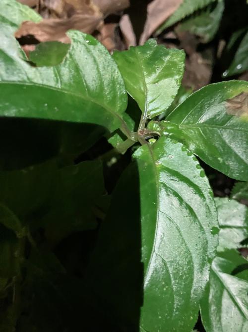 角桐草 角桐草