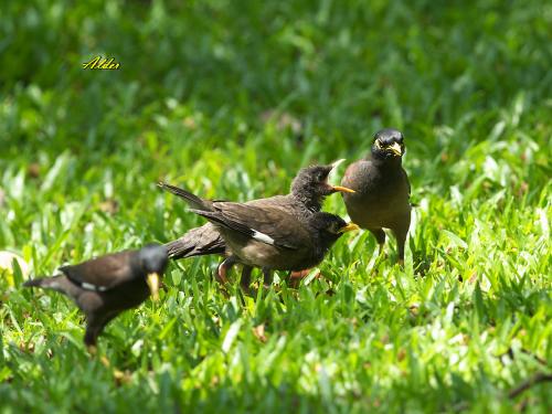 20090906_404537_Common_Myna_1852.jpg