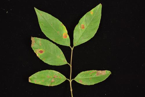 Puccinia kusanoi Puccinia kusanoi