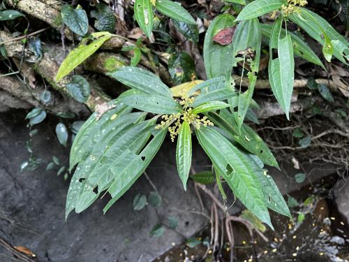 圓果冷水麻 圓果冷水麻