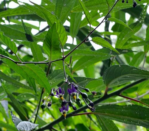 玉山茄 玉山茄