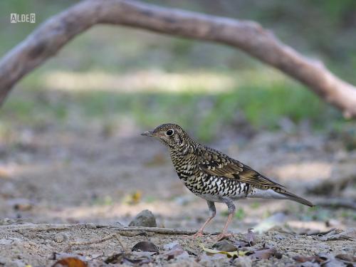 20091211_404674_Scaly_Thrush_2899.jpg