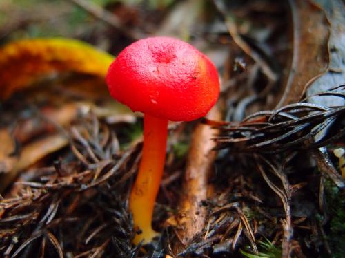 Hygrocybe coccinea(緋紅濕傘)