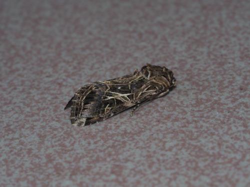 斜紋夜蛾 斜紋夜蛾