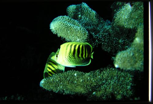 Chaetodon punctatofasciatus@fishdb-media-6238 Chaetodon punctatofasciatus@fishdb-media-6238