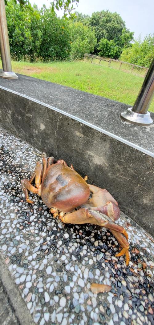 兇狠圓軸蟹 兇狠圓軸蟹