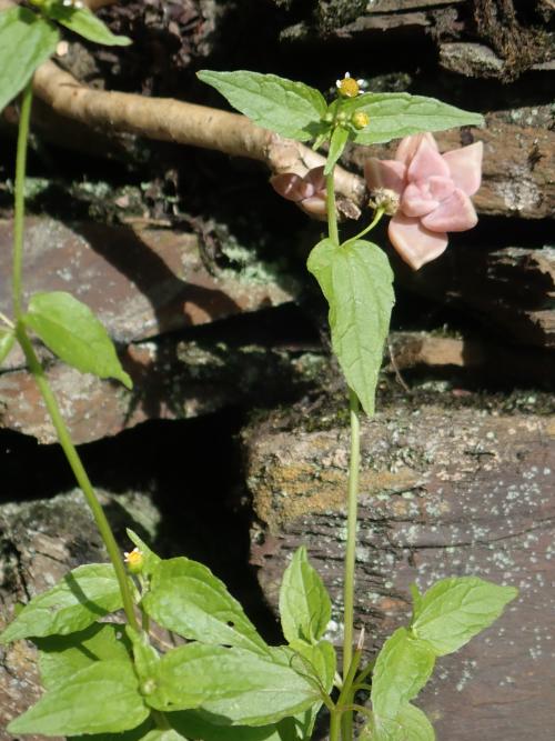 牛膝菊 辣子草 珍珠草