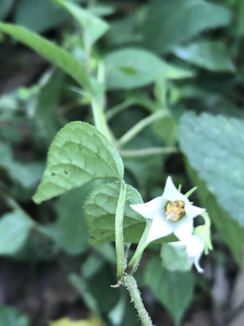 蔓茄