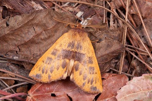 121110 花蓮 關原 33 麗斑舟蛾 Himeropteryx miraculosa Staudinger, 1887 Male