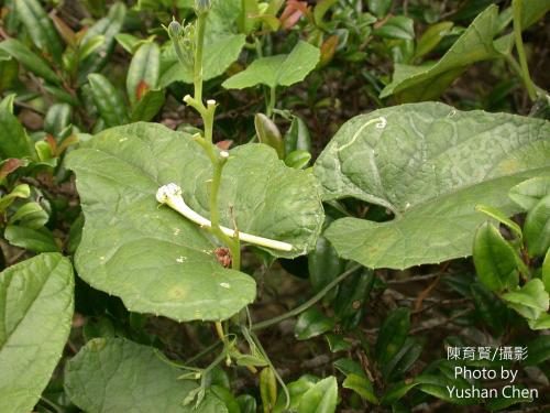 王瓜
