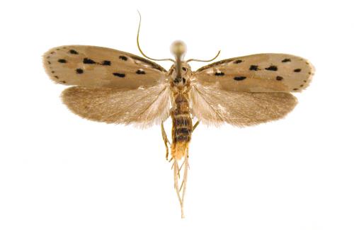 Ethmia maculifera 橫斑篩蛾 Ethmia maculifera 橫斑篩蛾