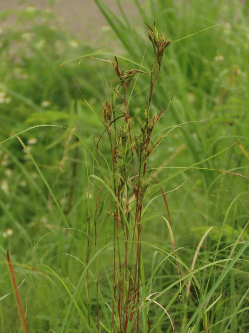 野香茅（海南植物志）
