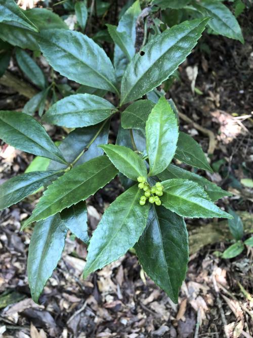 草珊瑚 草珊瑚