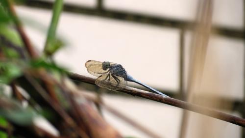 呂宋灰蜻 (呂宋蜻蜓) 呂宋灰蜻 (呂宋蜻蜓)