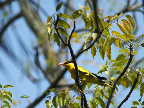 20090728_380330_DSC_4248.jpg 20090728_380330_DSC_4248.jpg