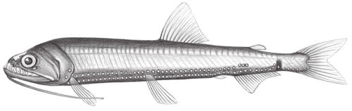 Astronesthes lucifer@Jheng0432 Astronesthes lucifer@Jheng0432