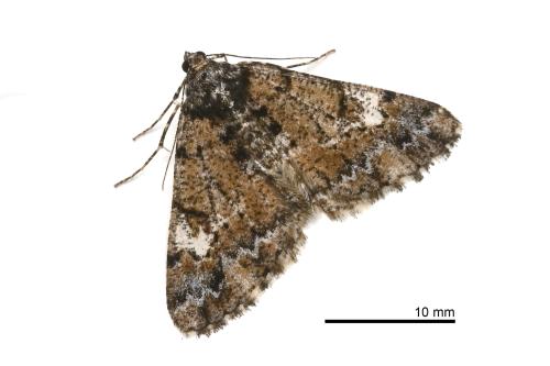 Alcis semiusta