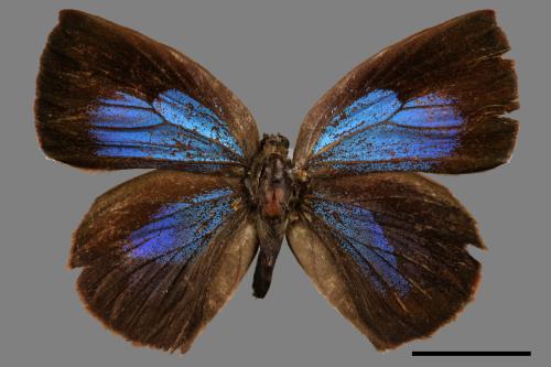 Arhopala japonica[紫小灰蝶][00015389]