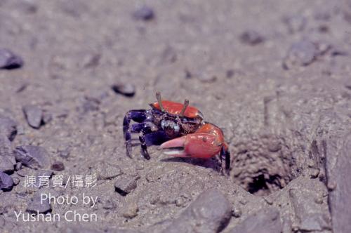 粗腿招潮蟹 (紅豆招潮蟹) 粗腿招潮蟹 (紅豆招潮蟹)