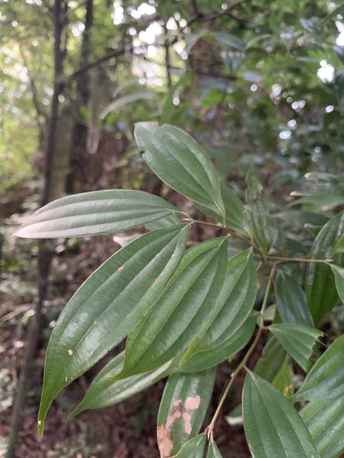 香桂 香桂