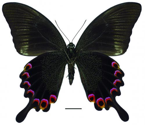 Papilio paris nakaharai Shirôzu, 1960 琉璃翠鳳蝶 Papilio paris nakaharai Shirôzu, 1960 琉璃翠鳳蝶